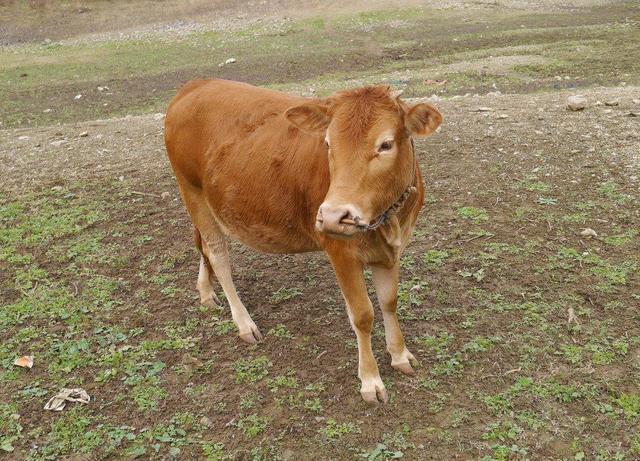 徐达出一上联:"小牛钻山洞,尾巴在外",他一下联,字字心酸