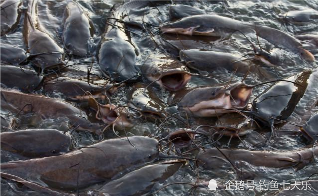 成群鲶鱼在便坑下抢食"排泄物","最脏的鱼"被坐实身份?_腾讯新闻