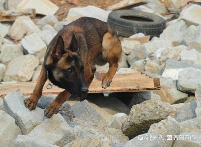 神犬出击全国搜救犬齐聚济南比武各显神通