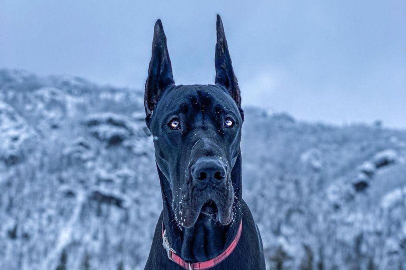 加拿大杜宾犬走红外强内软的反差萌酷似蝙蝠侠的外形