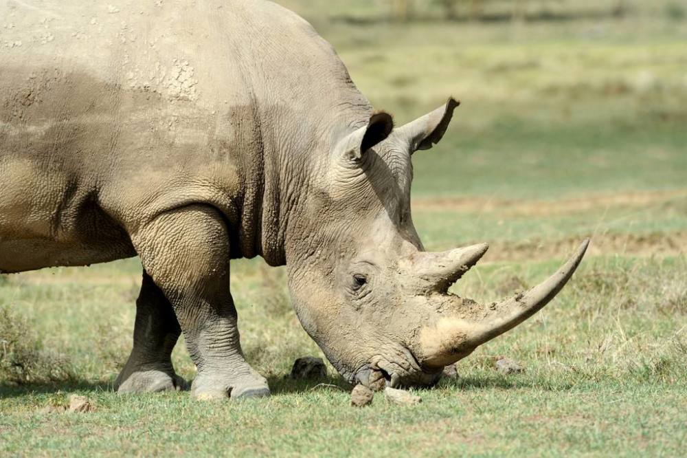 食草动物天生被吃他们为何不进化出反抗能力原因令人深思