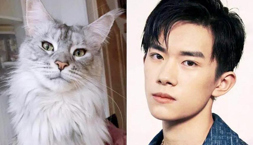 缅因猫撞脸易烊千玺粉丝不惜花重金竞拍没钱还想追星