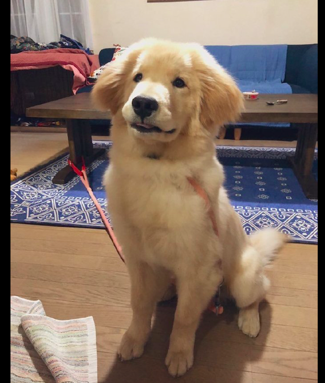 金毛和秋田犬的混血继承了爸妈的所有优点看起来太可爱了