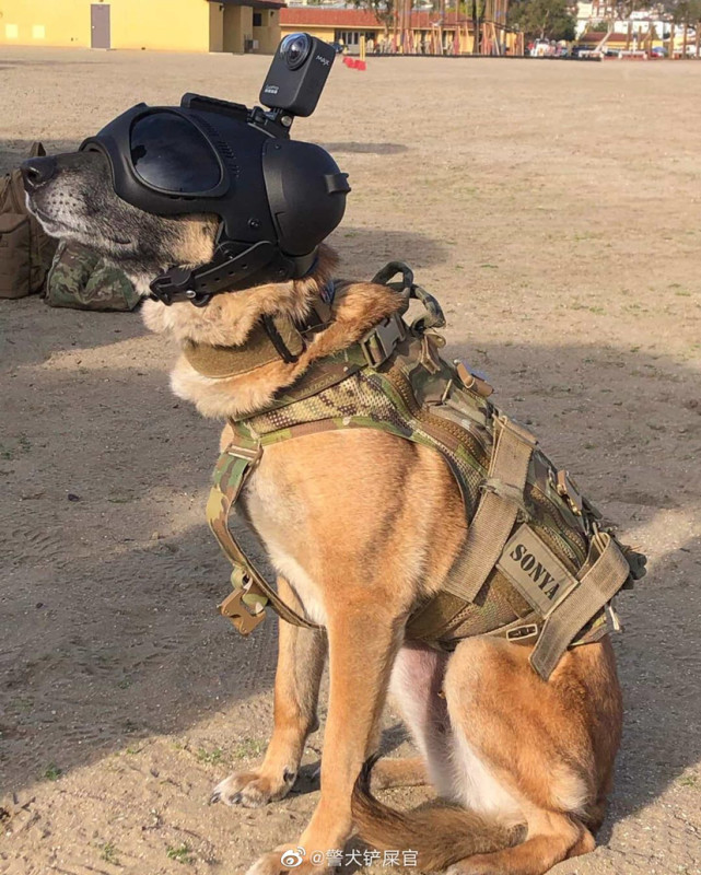 现代战争条件下为什么各国仍有军犬服役