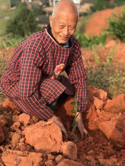 叙州区观音镇大井村发展油茶产业推动乡村振兴
