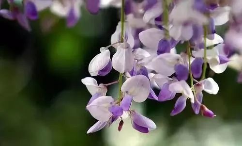 周易基础知识:十二地支之卯木