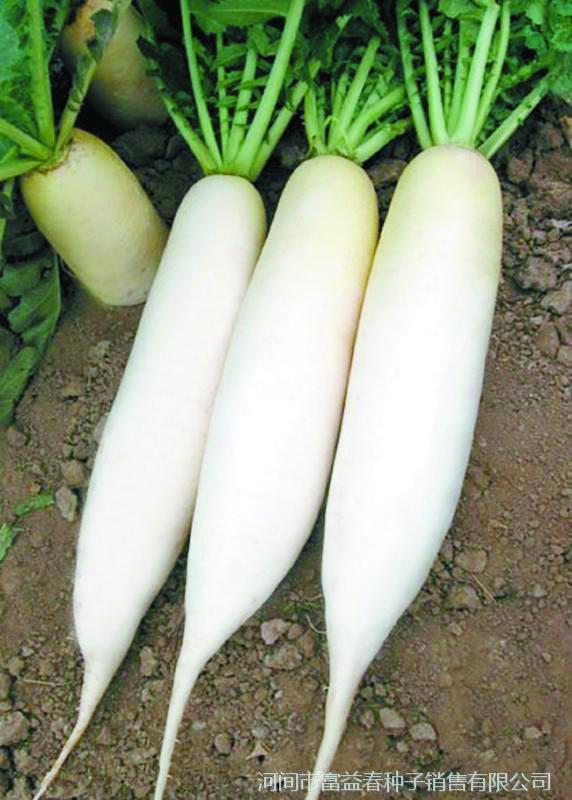 善食坊丨冬天不妨每周来顿"萝卜开会"_腾讯新闻