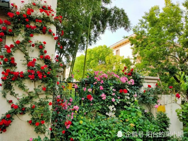 冬天了 干掉花园和阳台上那些睡觉的害虫们 腾讯网