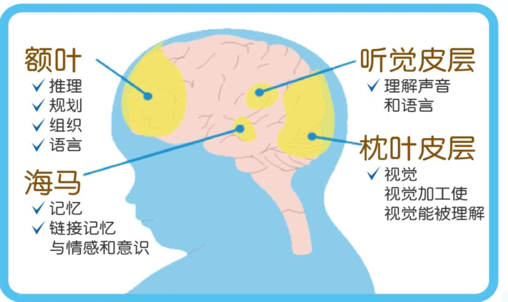 宝宝的大脑与情感有关的4个区域情商包括:认知彼此,语言交流,行为习惯