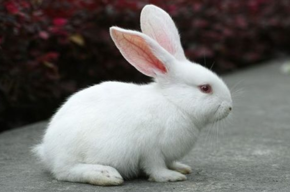 属相兔人21年有喜事 生肖兔有4大喜来临 速度看看是什么喜 属相 生肖兔 生肖 事业财运 运势 贵人