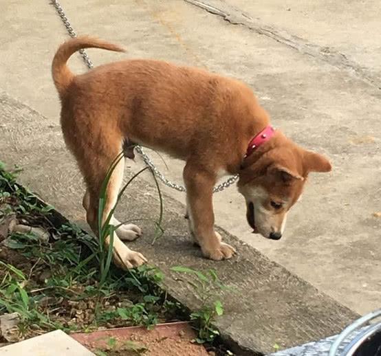 广州两男子凌晨进村偷狗，面对犬吠丝毫不怕，连牵带扯偷走两条狗 腾讯新闻