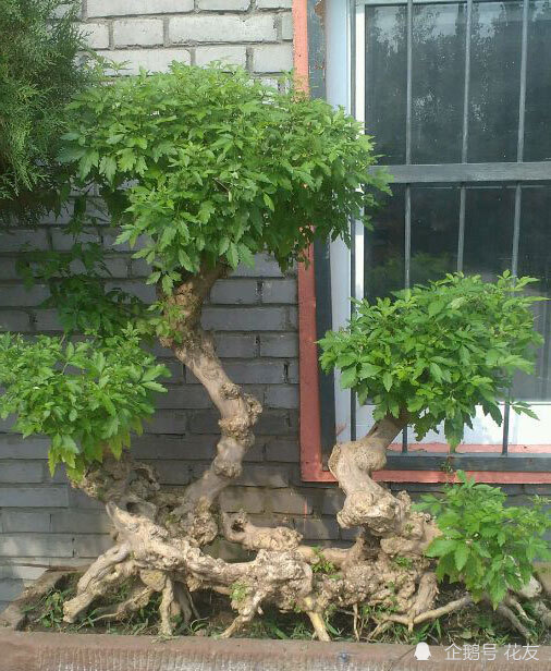 黄荆疙瘩盆景设计制作造型古朴形态奇俊