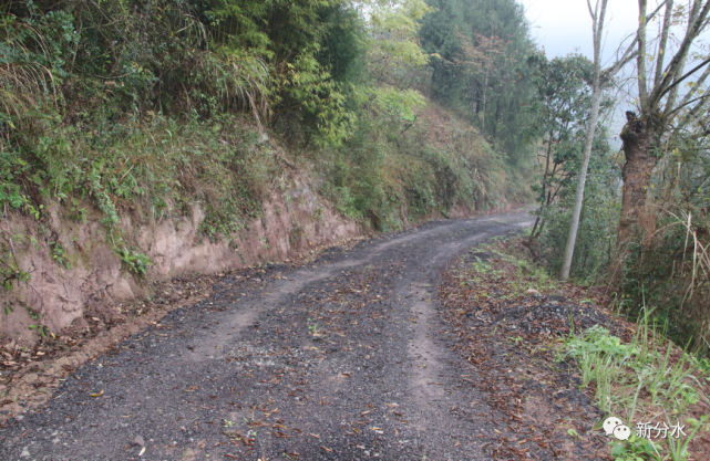 村民自发捐资整修泥泞道路 村民 陈朝华 排水沟 涵洞