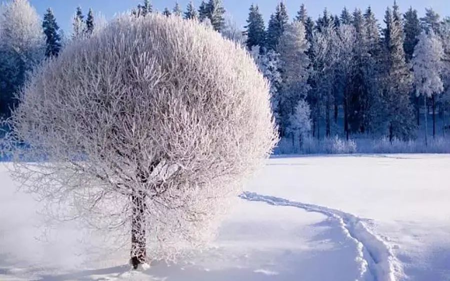 冬月詩詞鮑照連冰上冬月披雪拾園葵