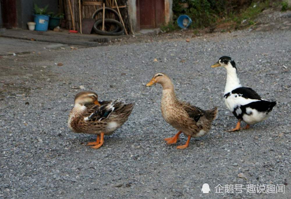 为什么说鸭怕十四狗怕夏至鸡怕冬至这到底有没有道理吗