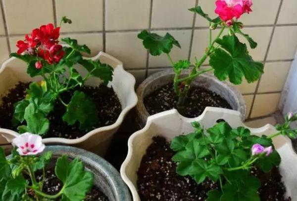 养花配土是门学问 用这5样东西 混搭 就再也不用买了 花卉 花土 花友 腐叶土 养花 配土