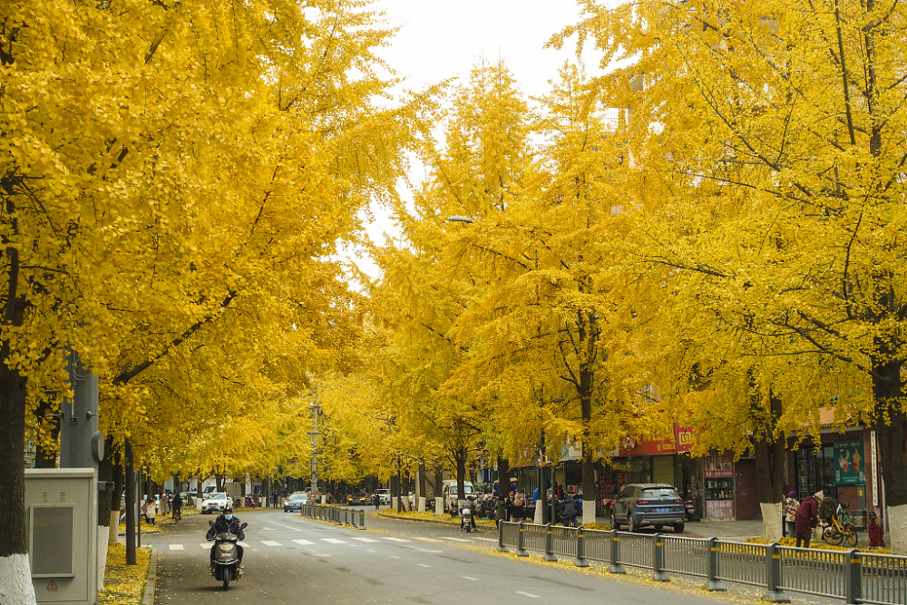 成都:街道银杏金黄,吸引市民打卡拍照