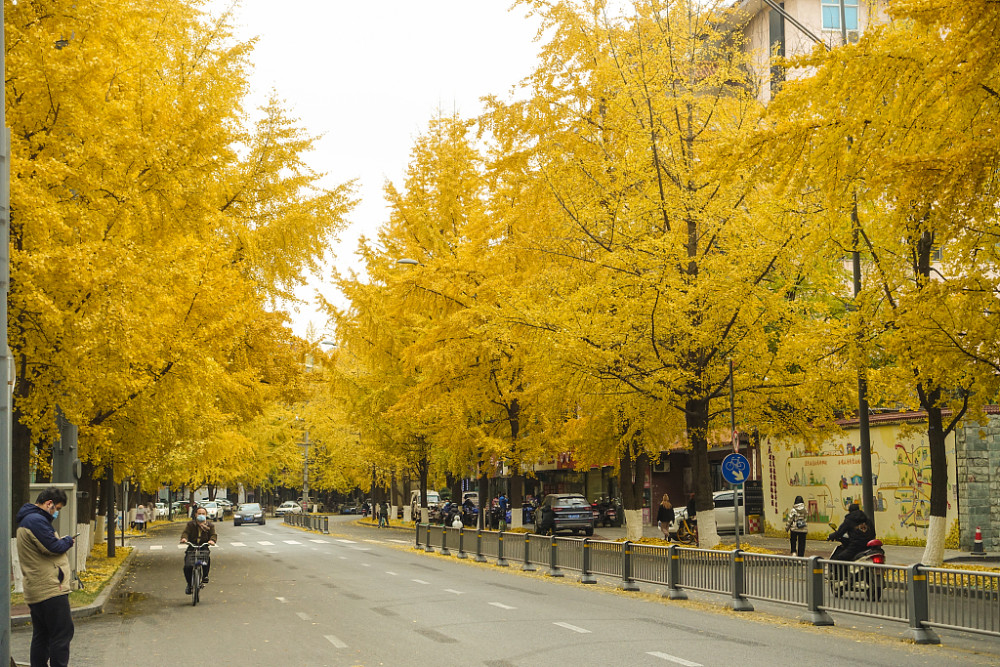 成都:街道银杏金黄,吸引市民打卡拍照