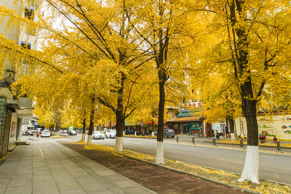 成都:街道银杏金黄,吸引市民打卡拍照