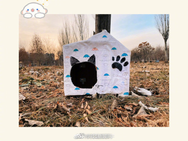 超暖河北一高校为流浪动物搭建温暖小窝