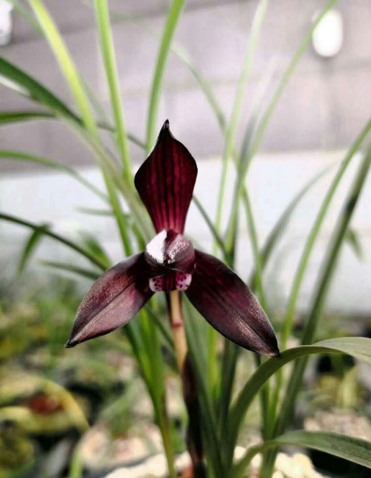 的春兰铭品"娄山红",它下山第一年就获得兰展的特金奖,震惊整个兰花界