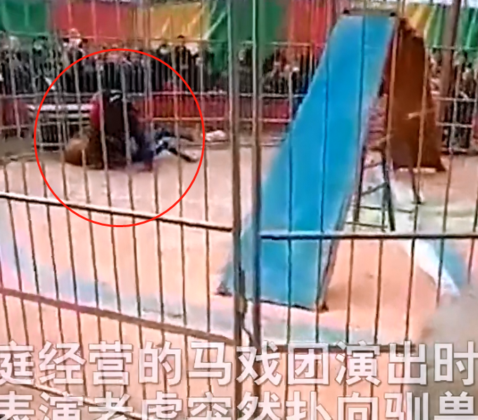 山西运城一马戏团老虎失控袭击驯兽师警方已介入调查