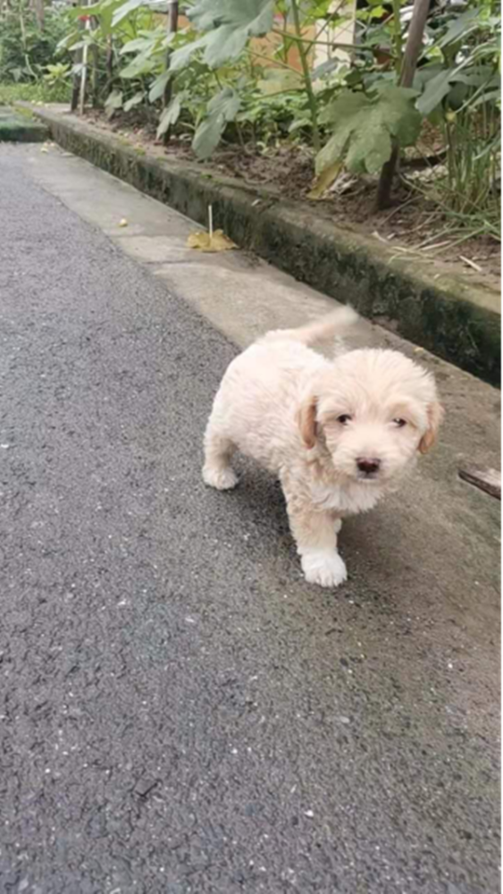 姜先生养的第二只狗小时候 图|受访者者提供