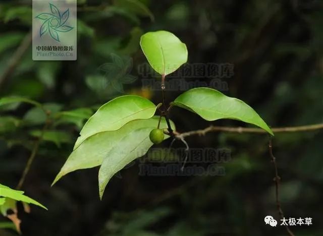 小血光藤,见过吗?温肾,祛风湿,壮筋骨.治腰膝酸痛,风湿痹痛,跌打损伤