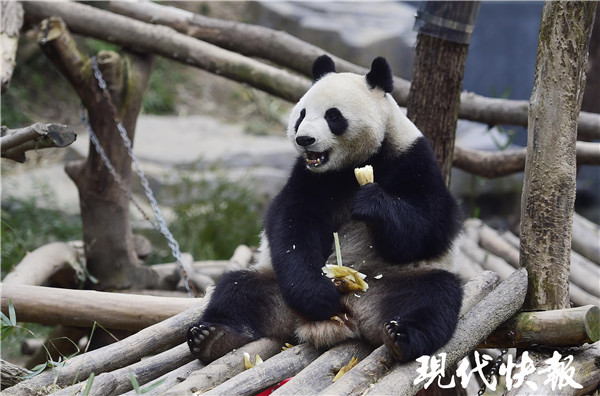 大熊猫为何喜欢洗马粪浴?中国科学家找到了原因:保暖