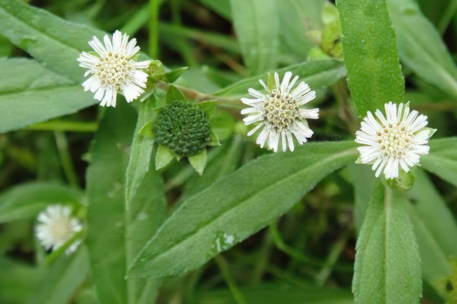 人称"水边仙草",以前农民拿来喂猪,如今捣烂洗头可乌发_腾讯新闻