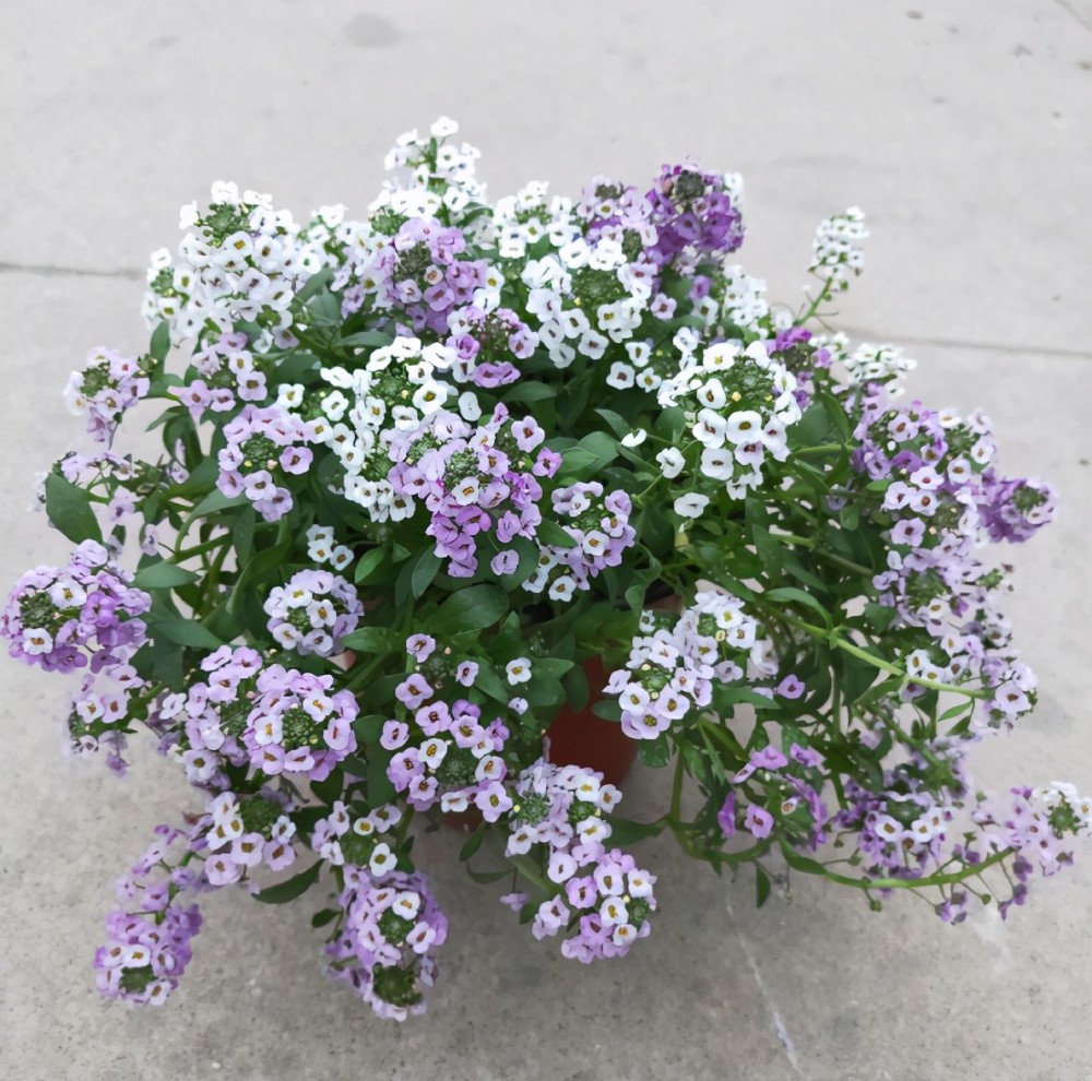 养护香雪球盆栽小技巧,如何养护让它轻松爆盆,香满阳台?