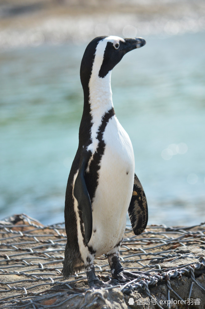 因为嗓音像驴,因此斑嘴环企鹅又被称为公驴企鹅(jackass penguin)