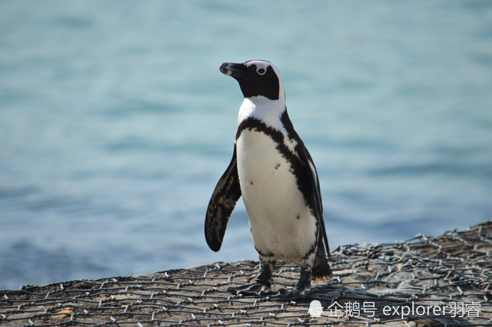 怕冷的企鹅你见过吗探索南非开普敦企鹅海滩两千只憨憨正朝你晃来