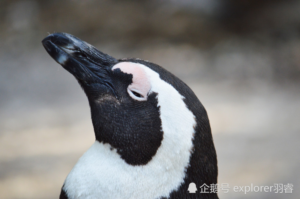 怕冷的企鹅你见过吗探索南非开普敦企鹅海滩两千只憨憨正朝你晃来