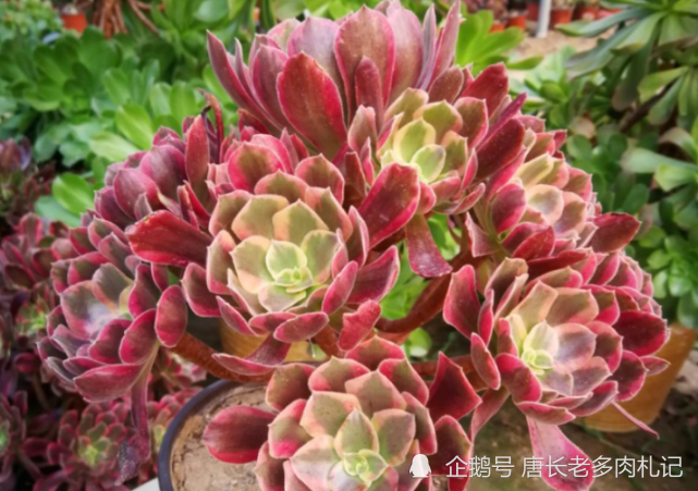 喜欢生长速度快又好养的多肉法师新品 赶紧选择赤霞飞 既便宜又好养 多肉 花盆