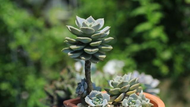 多肉植物徒长怎么回事 该怎么办 阳台 营养液 多肉