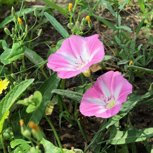 那些过去叫不上名字来的野外植物 现在终于知道了 真全 腾讯网