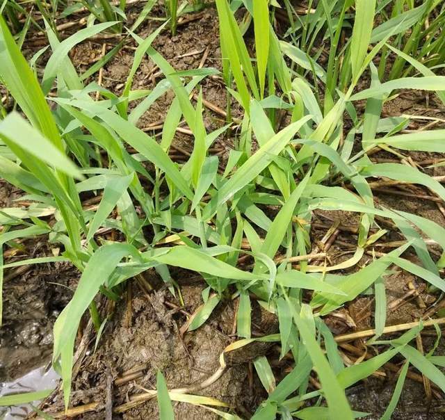 那些过去叫不上名字来的野外植物 现在终于知道了 真全 腾讯网