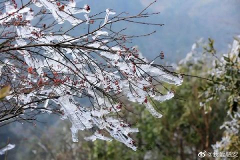 下雪啦廣西多地出現雪景霧凇景觀美成仙境附賞雪攻略