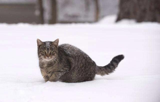 看到"东北跺脚猫",我真的笑不出来,愿寒冷的冬天早点过去_腾讯新闻