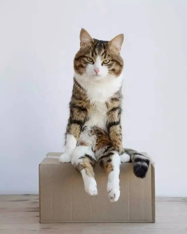 猫趣|乐观的网红猫,从小被虐待,落下残疾,励志的生活感动了无数人