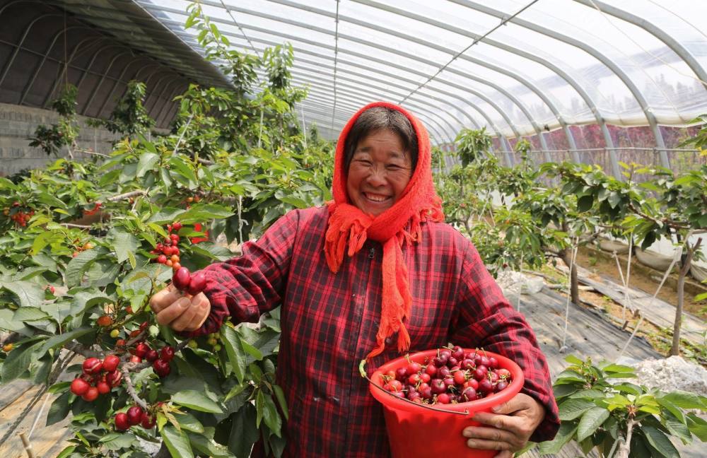 大棚樱桃扣膜后如何管理?升温是第一项工作,可分三步进行