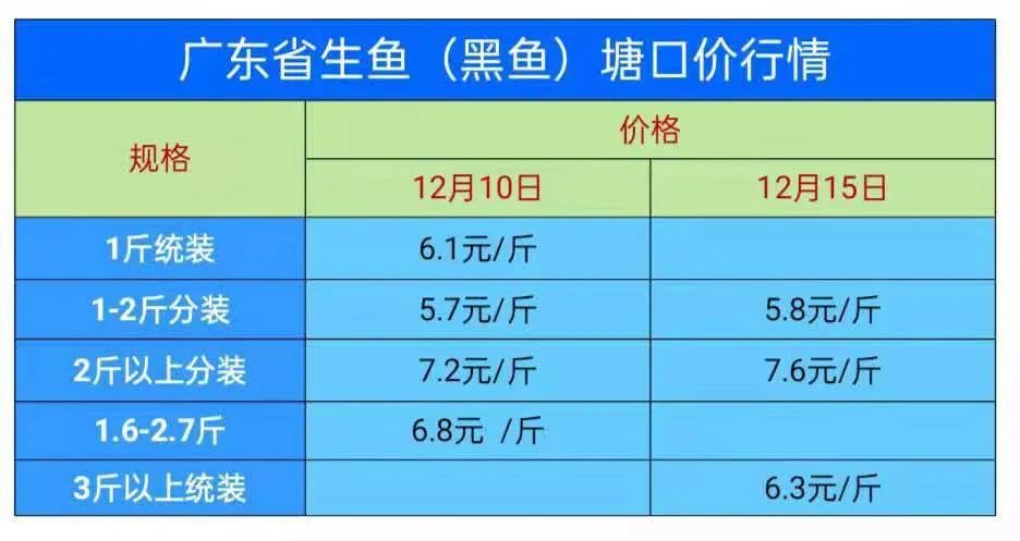 加州鱸魚又跌價黑魚價格回暖起來了養殖戶露出了久違的笑容