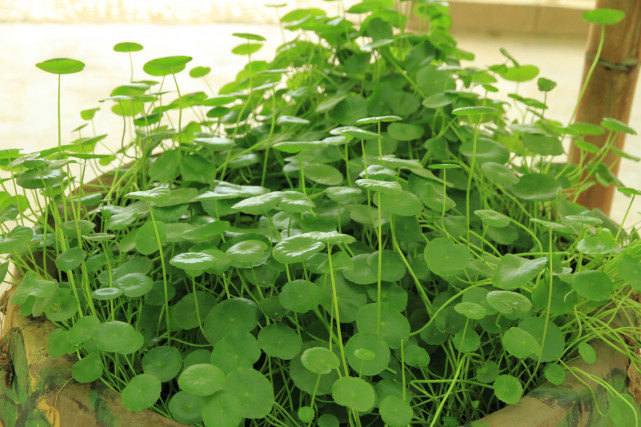 用"缸"养铜钱草,叶子比"普通盆"的大很多!