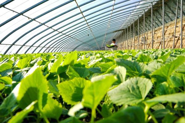 12月15日,河北省乐亭县环城现代农业园区一家育苗基地的工人在查看