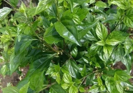 农村植物神仙树树叶可充饥现在卖2元1斤做豆腐堪称一绝
