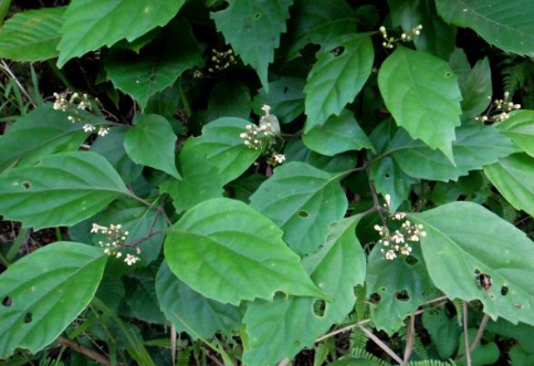 农村植物神仙树树叶可充饥现在卖2元1斤做豆腐堪称一绝