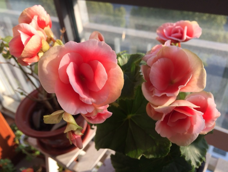 7种"喜阴花",光照欠佳,照样茁壮茂盛长爆盆,让家里生机勃勃_腾讯新闻