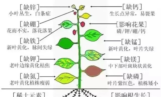 植物营养元素基础知识
