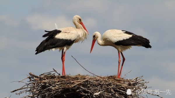 感动世界的2只鸟